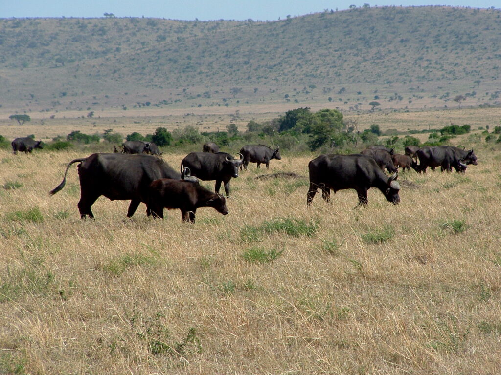 Wildlife in the Masai Mara National Park