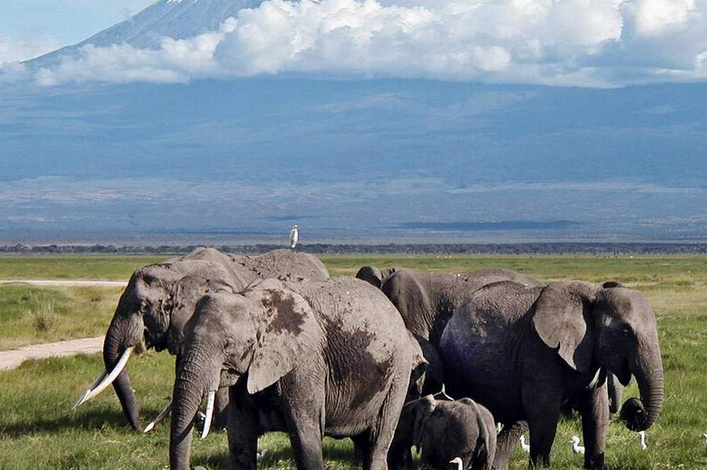 14 Days Climbing Kilimanjaro Serengeti Safari Package