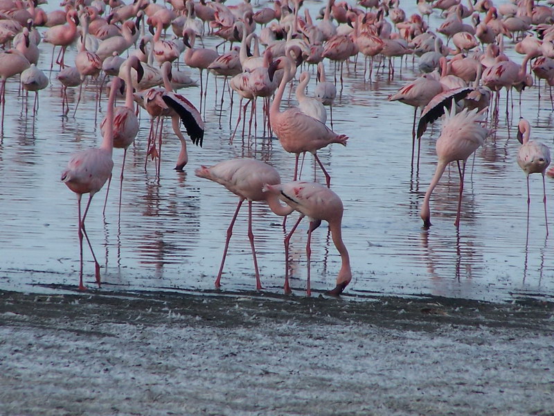 Flamingos In Lake Nakuru, Kenya Flamingos In Lake Nakuru, Kenya