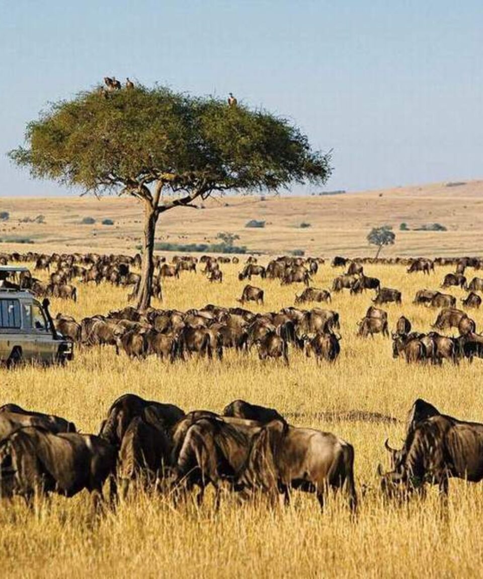 4 Days Masai Mara Wildebeest Migration Tour Safari1