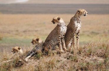 Big Cat Safari Tour Vacation in Africa