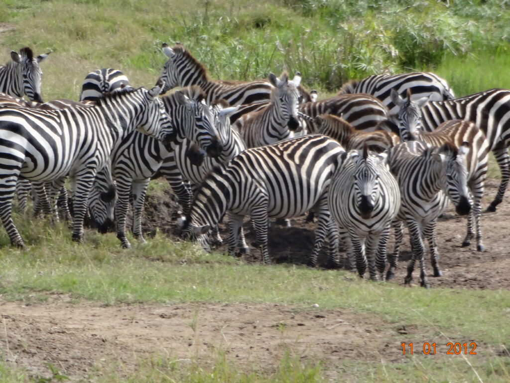 Zebra in the African Wilderness