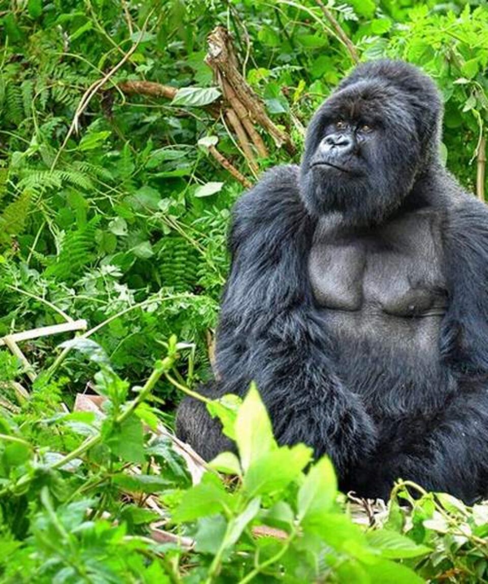 4-Day Rwanda and Uganda Golden Monkey and Gorilla Tracking Adventure
