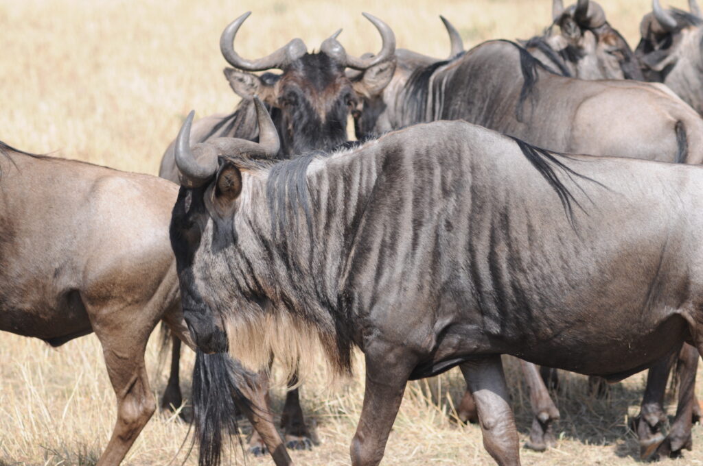 Wildebeest in the Masai Mara