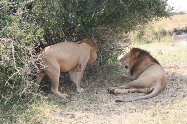 8 Days Kenya Luxury Holiday Safari Package