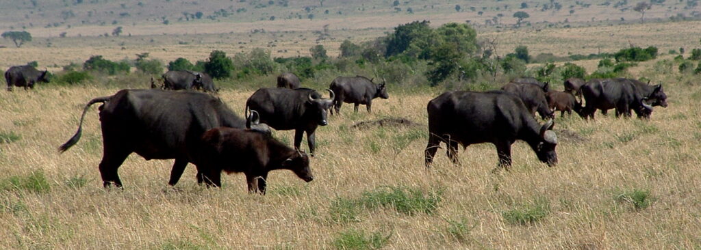 Kenya Tanzania Safari Holidays