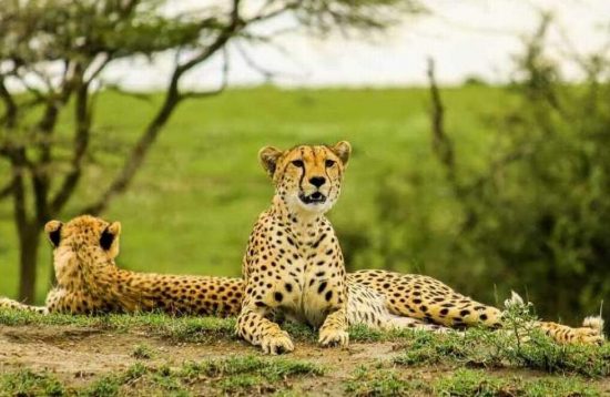 9 Days Tanzania Tarangire Ngorongoro Serengeti Safari