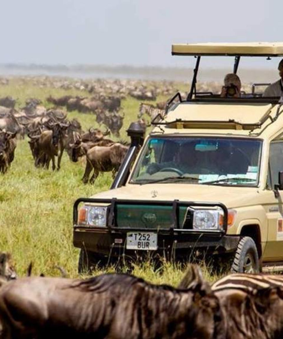 6 Days Maasai, Serengeti Wildlife Package