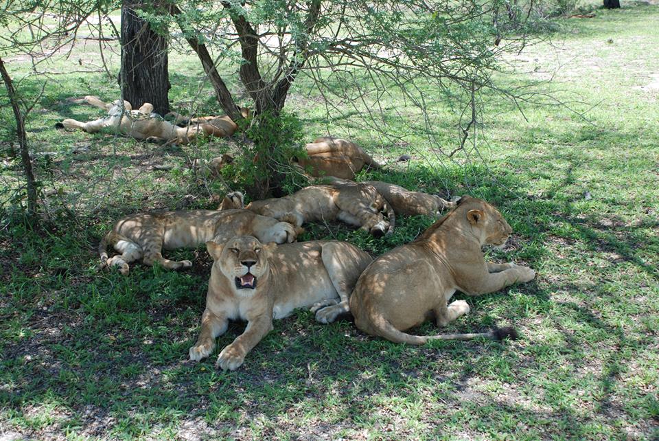 Tanzania Wildlife Safaris