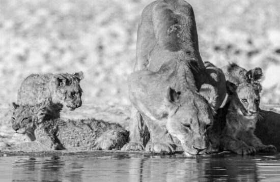13 Days Africa Predators Photographic Safari Package