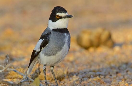 13 Days Namibia Botswana Birding Tour Adventure3
