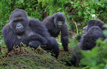 14 Days Kenya Tanzania & Uganda Gorilla Tour