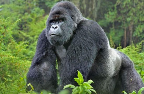 3 Days Rwanda Gorilla Trekking Safari