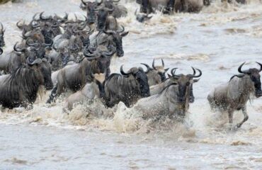 Masai Mara Wildebeest Migration Tour Safari2