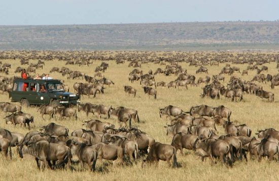 5 Days Serengeti Wildebeest Migration Safari1