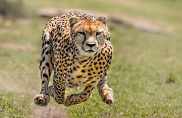 11 Days Maasai Mara Migration Photographic Safari