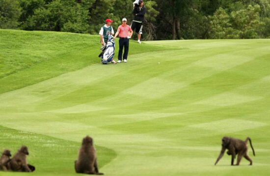 8 Days Kenya Golf Holiday Safari Package2