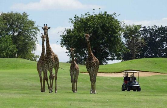 9 Days Kenya Golf Vacation1