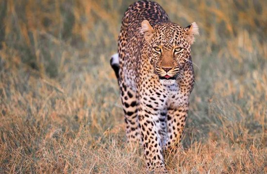 9 Days Kenya Wildlife Photography Safari Package