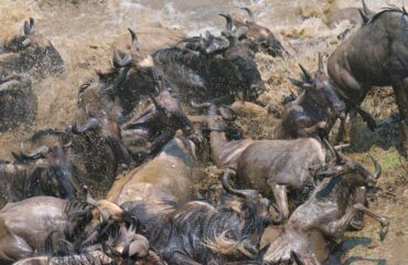 Masai-Mara-river crosiing