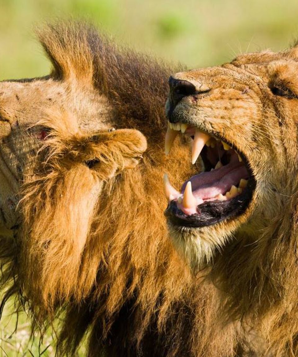 9 Days Kenya Wildlife Photography Safari Package
