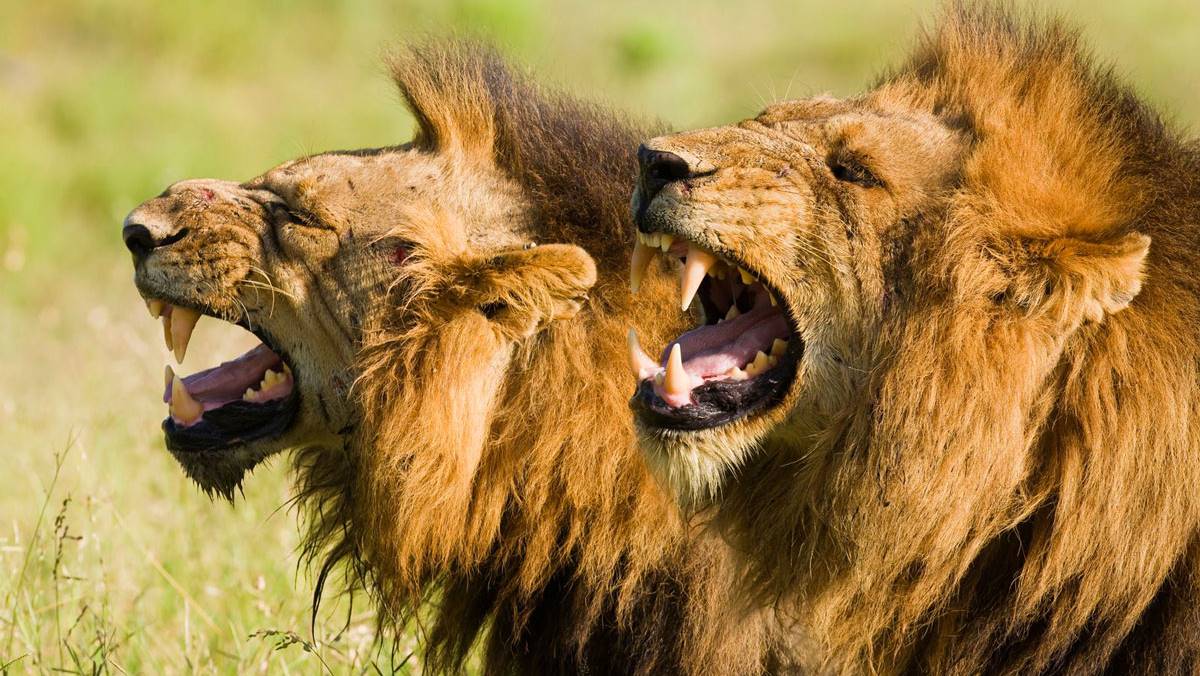 9 Days Kenya Wildlife Photography Safari Package 9 Days Kenya Wildlife Photography Safari Package