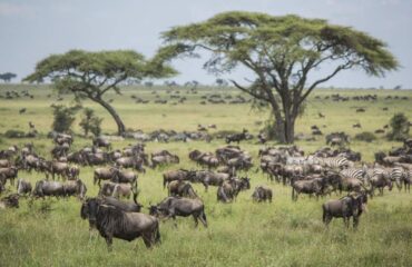 4 Days Masai Mara Wildebeest Migration Tour Package