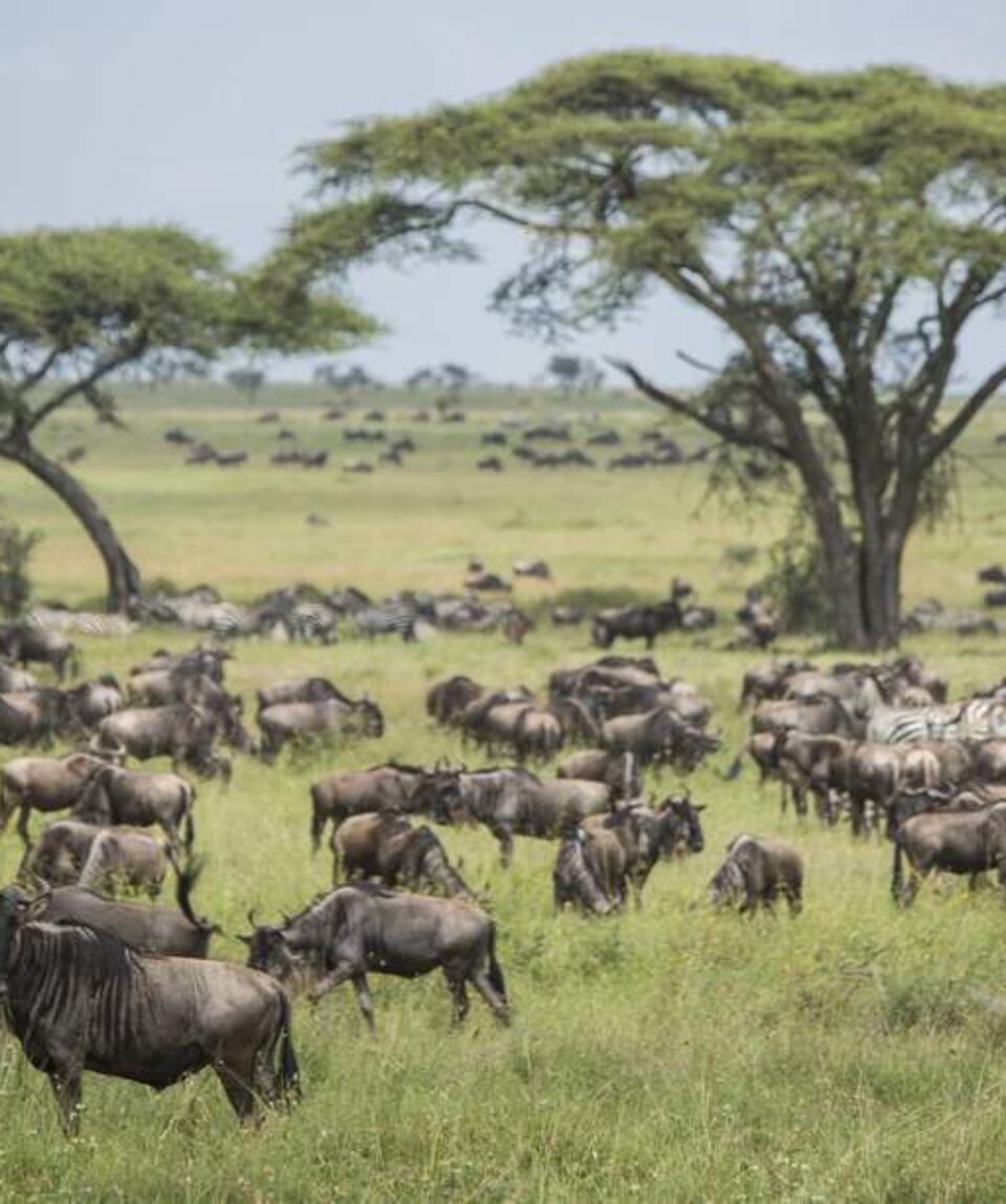 4 Days Masai Mara Wildebeest Migration Tour Package