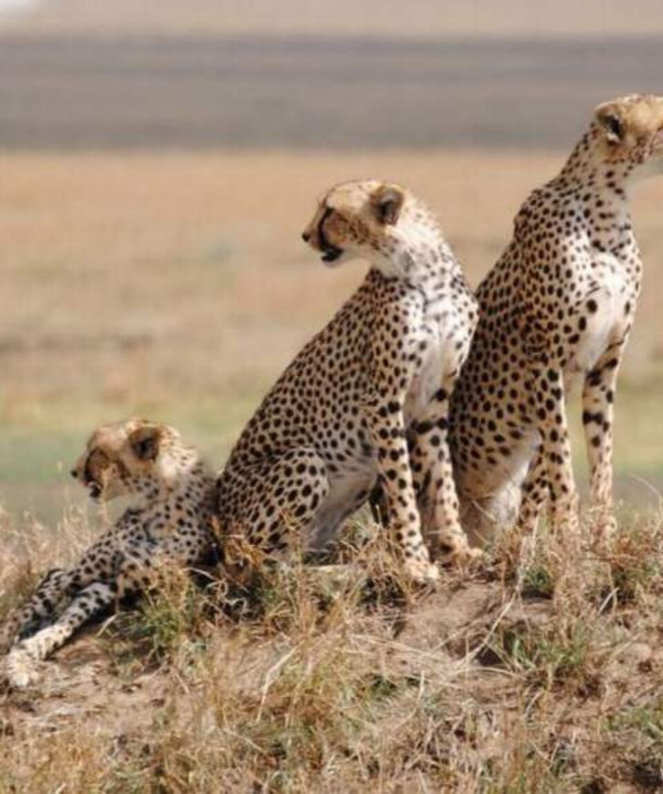 14 Days Kenya Tanzania Big Cats Safari Tour Vacation