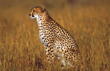 14 Days Kenya Tanzania Big Cats Safari Tour Vacation