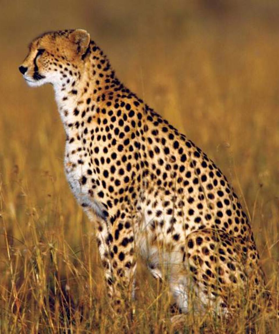 14 Days Kenya Tanzania Big Cats Safari Tour Vacation
