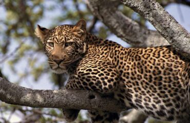 14 Days Kenya Tanzania Big Cats Safari Tour Vacation