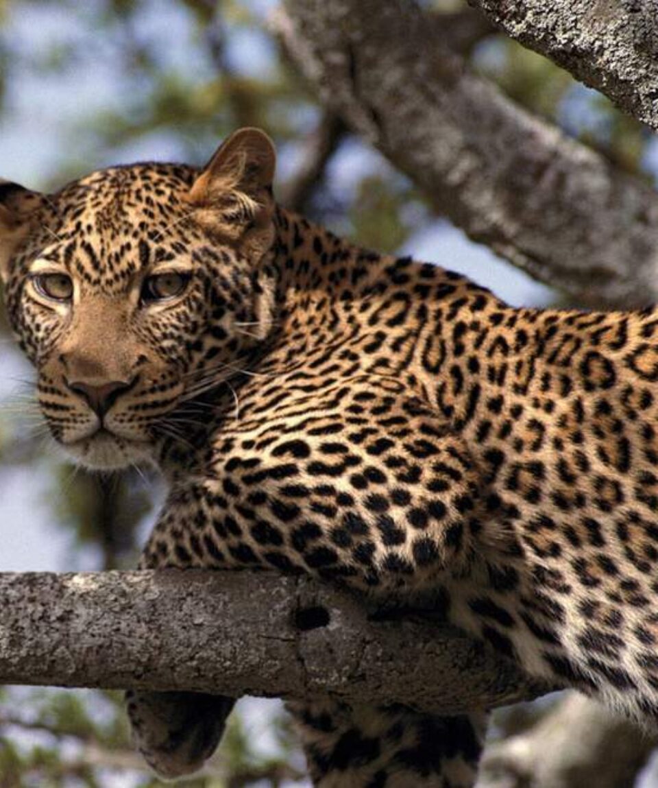 14 Days Kenya Tanzania Big Cats Safari Tour Vacation