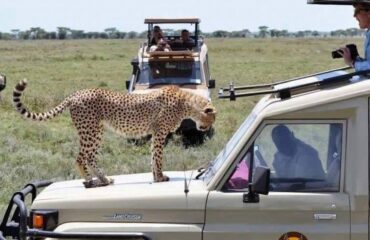 14 Days Kenya Tanzania Big Cats Safari Tour Vacation