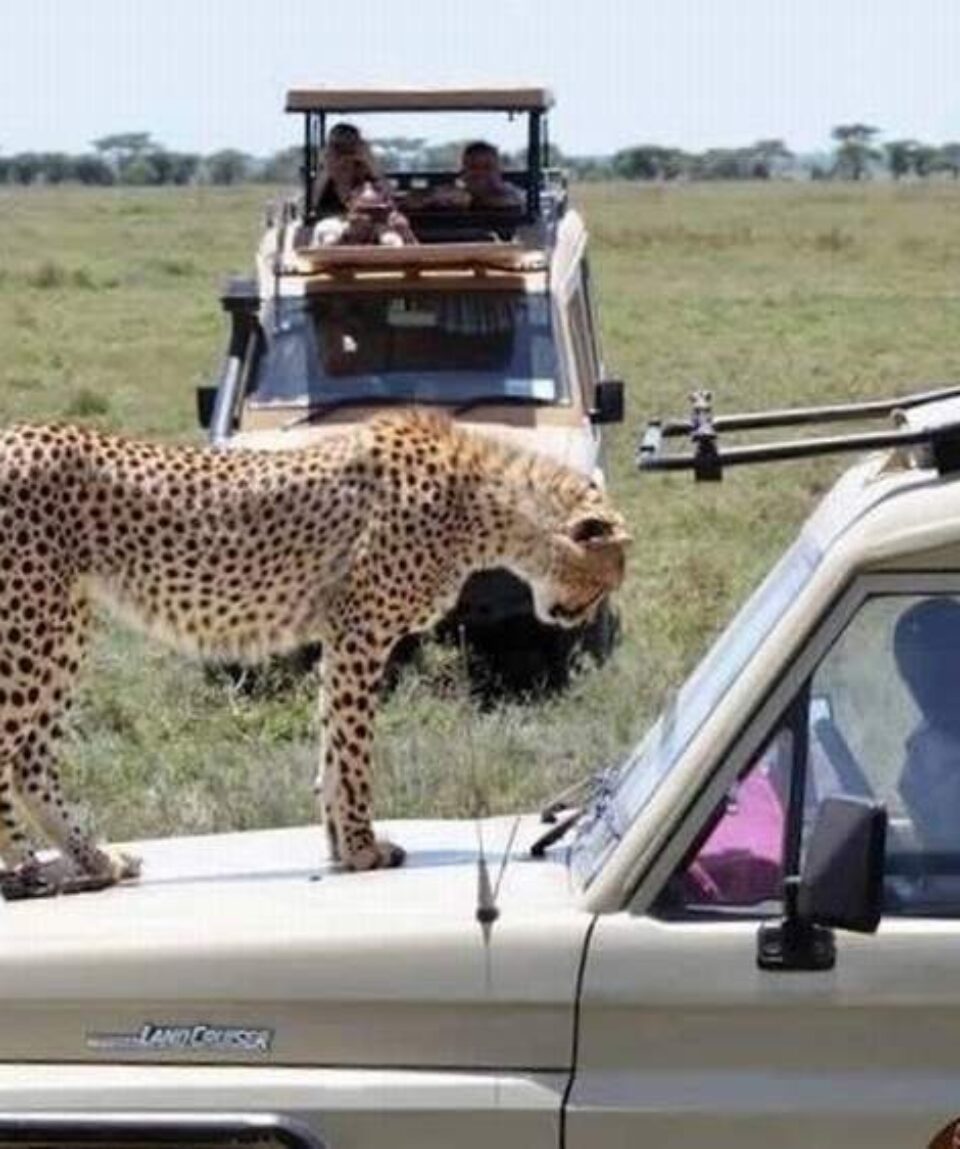 14 Days Kenya Tanzania Big Cats Safari Tour Vacation