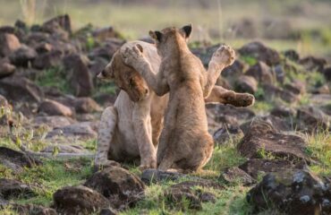 14 Days Kenya Tanzania Big Cats Safari Tour Vacation