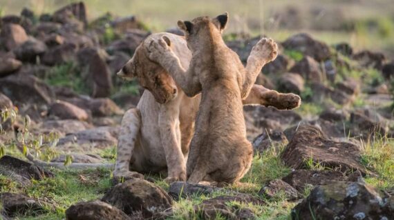 14 Days Kenya Tanzania Big Cats Safari Tour Vacation