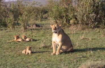 14 Days Kenya Tanzania Big Cats Safari Tour Vacation