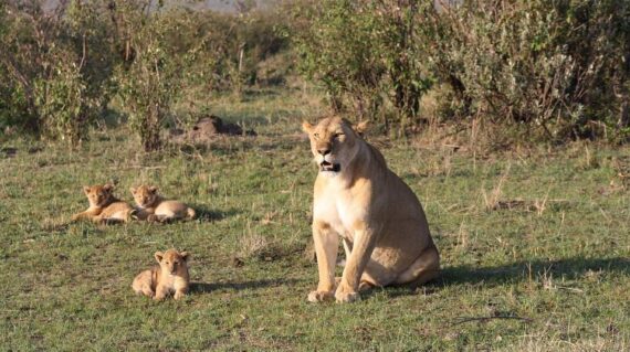 14 Days Kenya Tanzania Big Cats Safari Tour Vacation