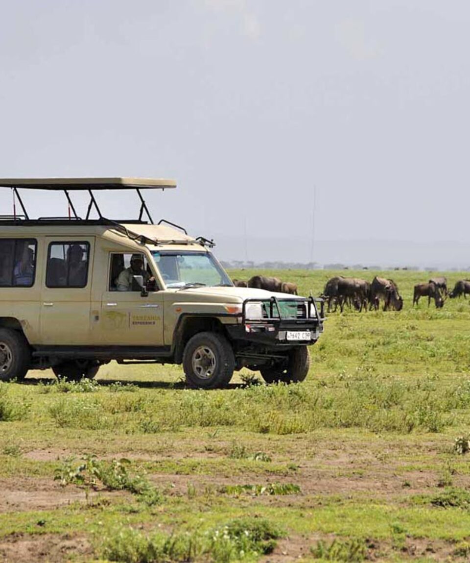 4 Days Masai Mara Wildebeest Migration Tour Package