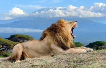 14 Days Africa Big Cat Safari Vacation Holiday