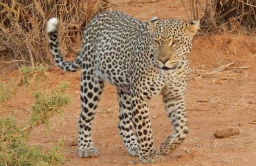 11 Days Big Cats Kenya Safari Holiday Package