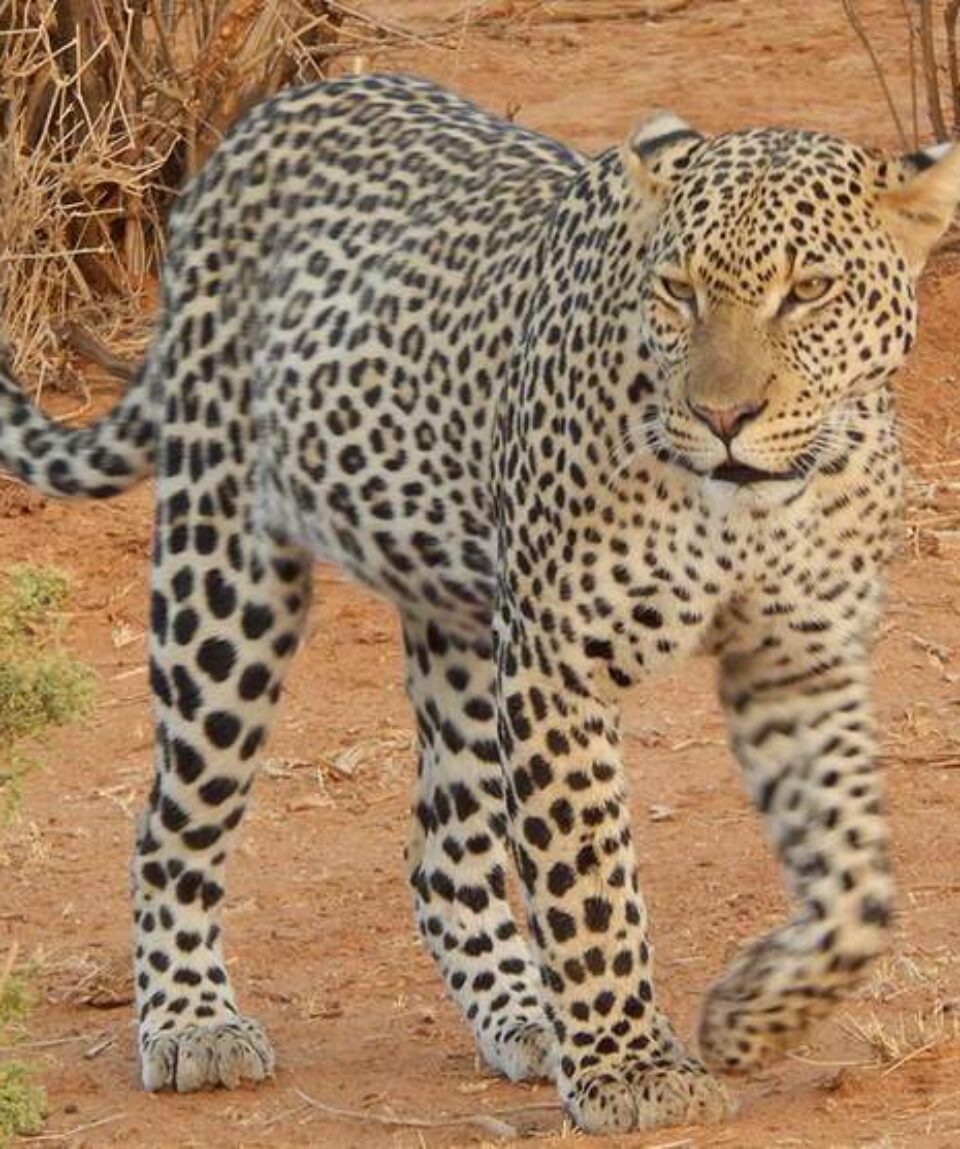 11 Days Big Cats Kenya Safari Holiday Package