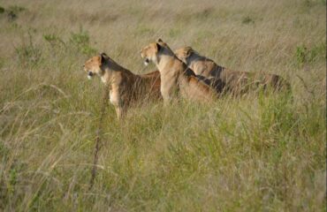 15 Days lodge Safari Holiday Package2