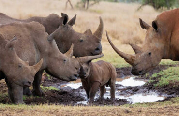 15 Days lodge Safari Holiday Package3