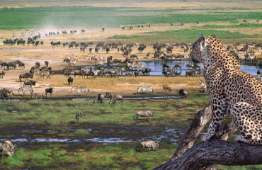 15 Days lodge Safari Holiday Package4