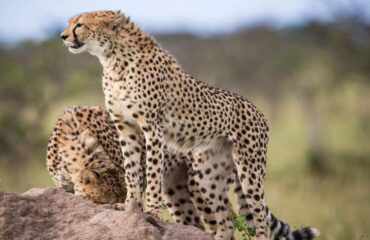 14 Days Africa Big Cat Safari Vacation Holiday