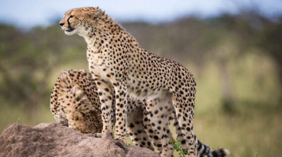 14 Days Africa Big Cat Safari Vacation Holiday