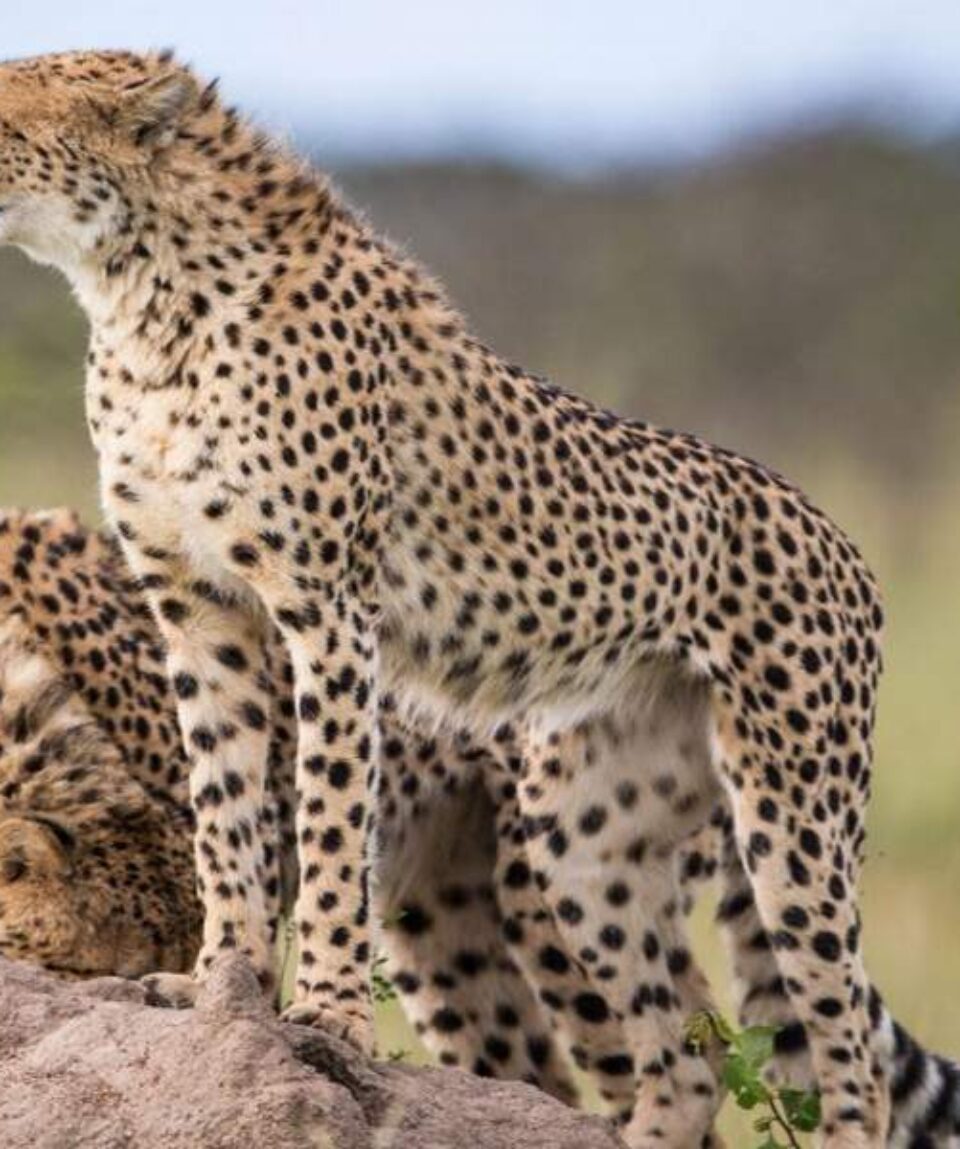 14 Days Africa Big Cat Safari Vacation Holiday