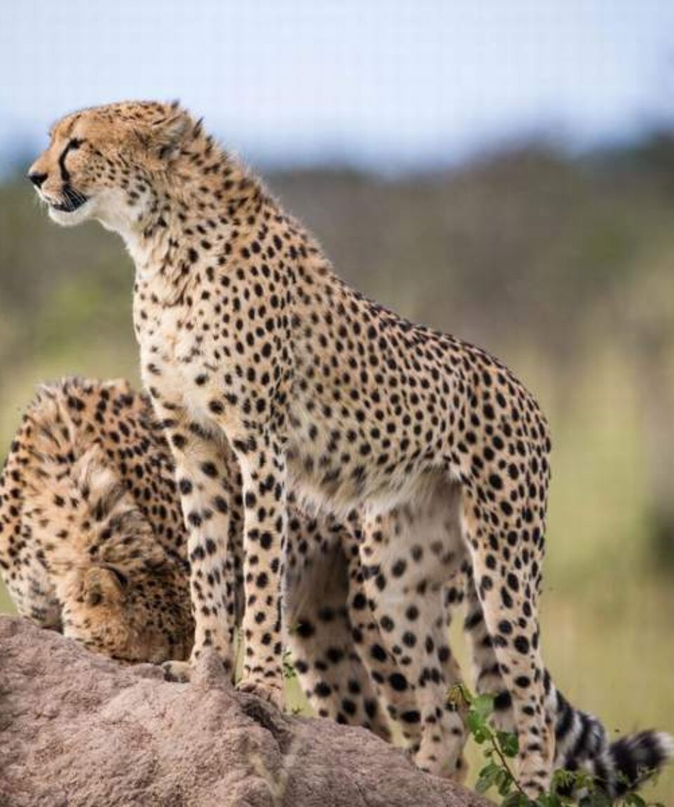 15 days kenya classic safari holiday package